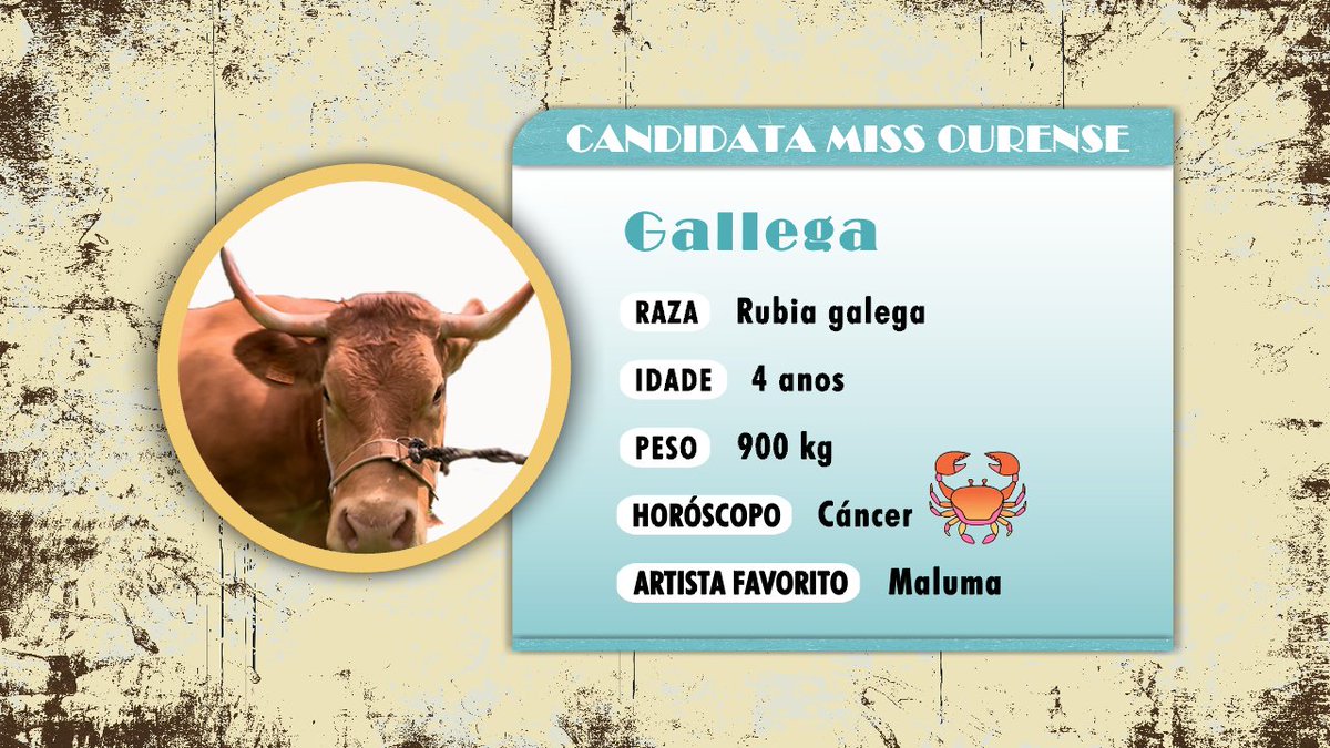 🐮 Queres coñecer a primeira candidata a #missvaca25 pola provincia de OURENSE ❓Chámase GALLEGA e vén do Concello de Pereiro de Aguiar ❤️#luar1445