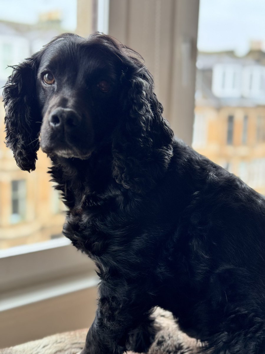 Jasmine is 12 today! We didn’t think she’d even make it this far after a few battles with the ‘Big C’ but she’s feeling fine and frisky on her Birthday - hottest day of the year notwithstanding! 🐶❤️🍾