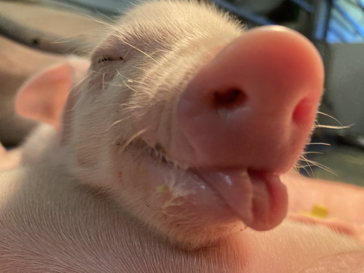sabinegrobbink's tweet image. Avond rondje 🥰
Deze droomt 💤van rondje aan de bar 
Ze blijven super leuk ❤️🐷❤️