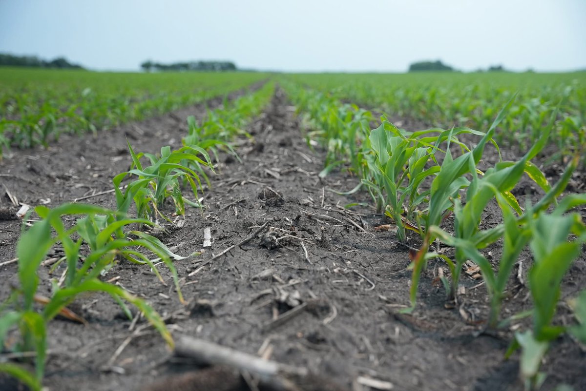 "Out of everything I planted, Hefty has always been the first corn out of the ground over the last three years."

Devon, Southeast Nebraska