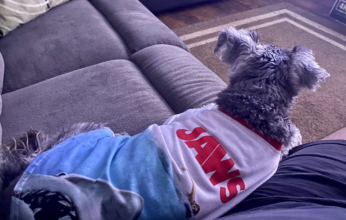 joefortunato's tweet image. Watching Jaws in my home theater today with my dog Hooper, dressed in his jaws T-shirt, me eating popcorn in my Jaws popcorn tin that I just got from the theater (while Hooper eats whatever falls on the floor! Lol) and it’s a perfect way to celebrate my favorite fish! 🦈🎬🎥🍿