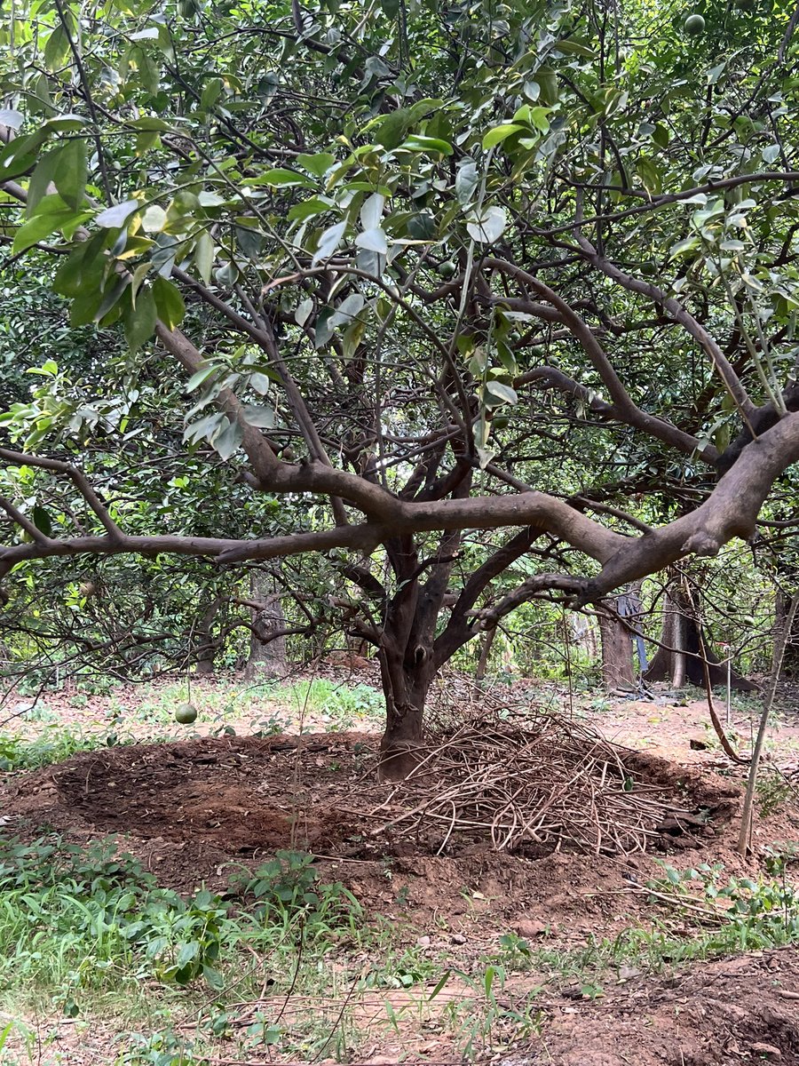 Alharrou. tweet media