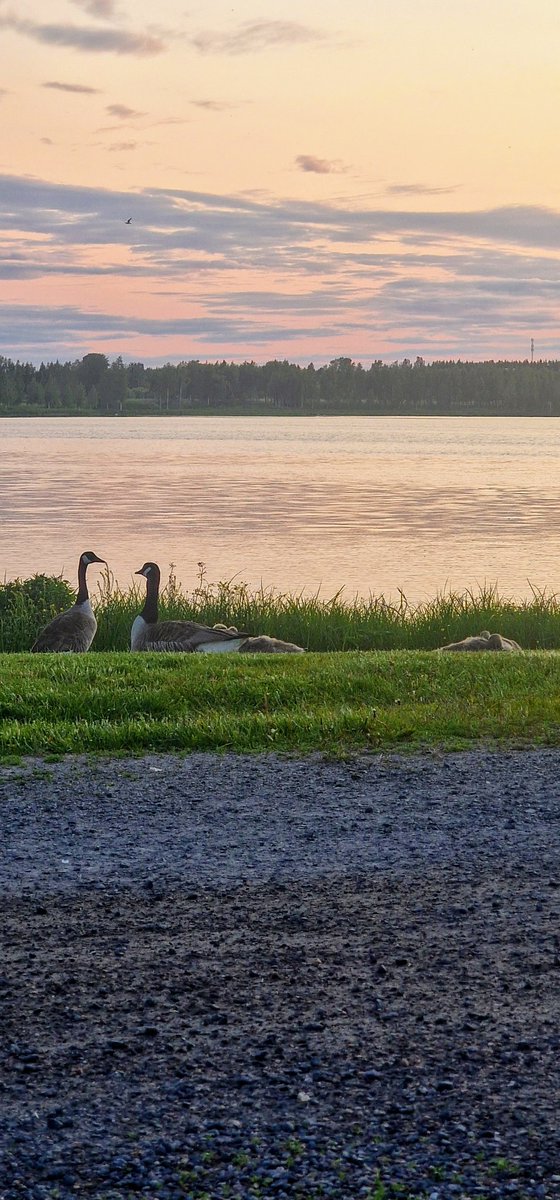 JensLindmark's tweet image. Sommarkvällarna i norr väger upp rätt mycket för de mörka vintrarna.