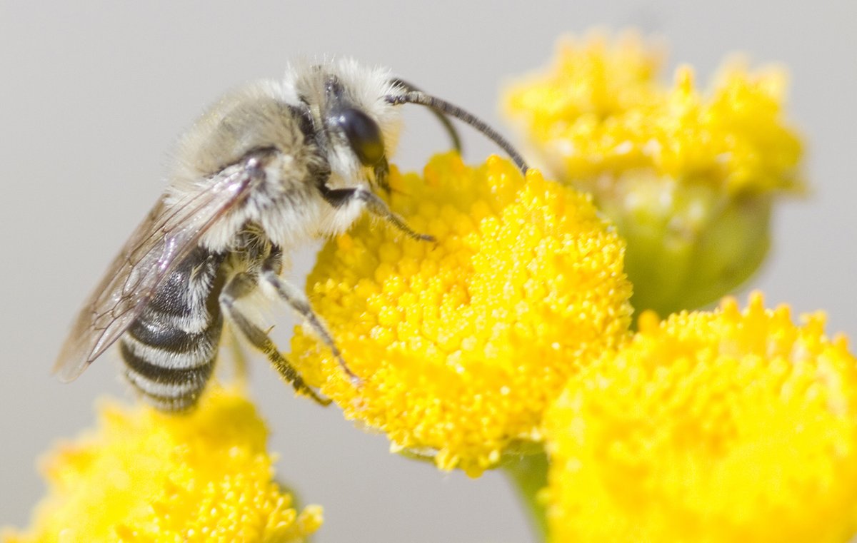 Polyester bees are valuable pollinators of spring crops and their nest lining was one of the first bioplastics discovered. Consider improving habitat for native bees through plant diversity and reduced pesticide use. How do you support native pollinators?

📸 Mary C Legg, Bugwood