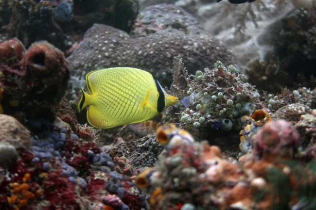 Jerome OLLIER https://jeromeollier.bsky.social/ (@jeromeollier) on Twitter photo Protecting the beauty of the world's reef fish communities - <a href="/LeibnizZMT/">Leibniz Centre for Tropical Marine Research (ZMT)</a>
leibniz-zmt.de/en/news-at-zmt… Protecting the beauty of the world's reef fish communities - <a href="/LeibnizZMT/">Leibniz Centre for Tropical Marine Research (ZMT)</a>
leibniz-zmt.de/en/news-at-zmt…