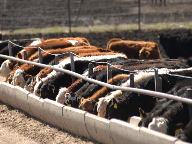 Cattle and calves on feed for the slaughter market in the United States for feedlots with capacity of 1,000 or more head totaled 11.4 million head on June 1, 2025. The inventory was 1% below June 1, 2024, USDA NASS reported today.

Details: dtn.link/yji9fv

#AgX
