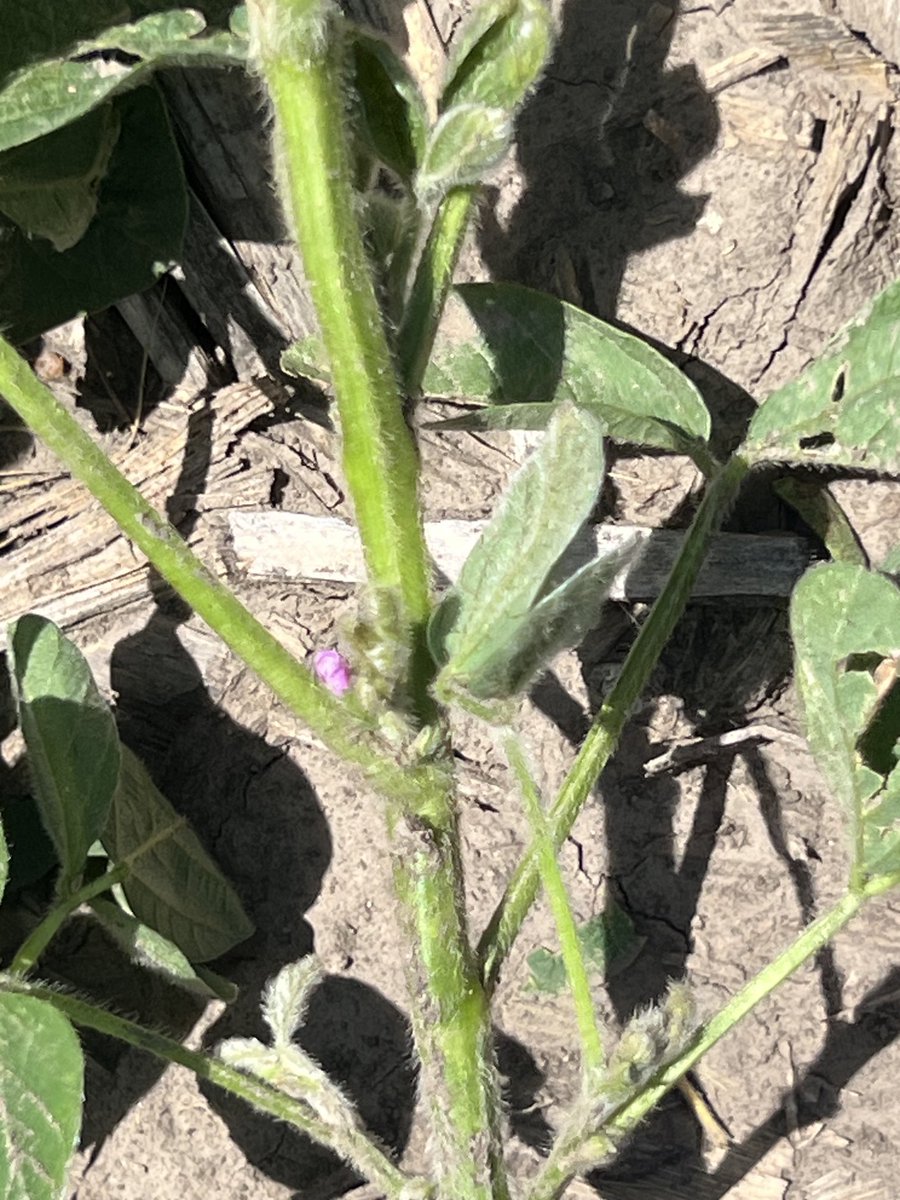 First bloom found this year P28Z30E