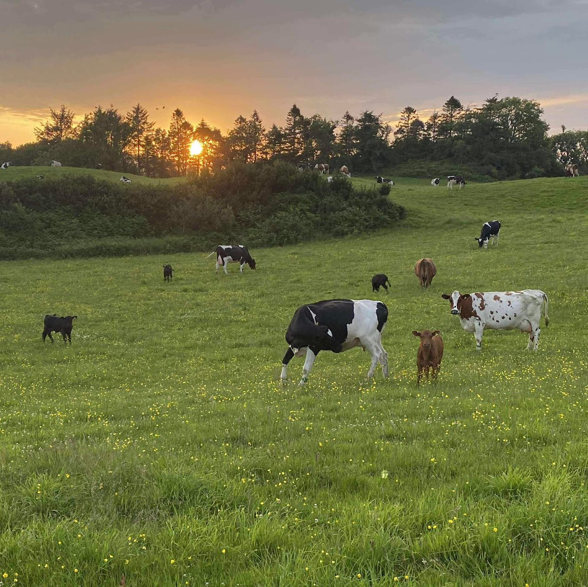 A beautiful summer evening and complete contentment 💚

Days like today make the whole team so proud and happy that our dairy calves get to experience this.

#cowcalfdairy