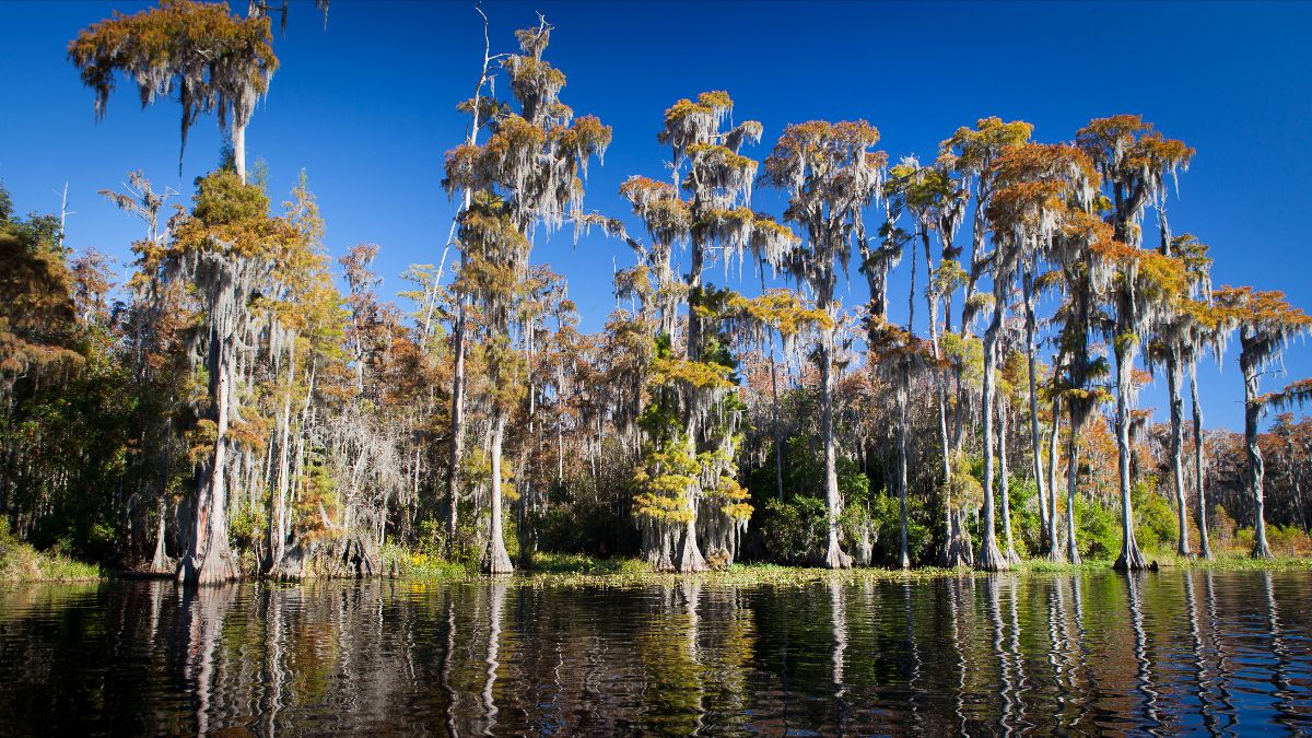 Georgia Conservancy tweet media