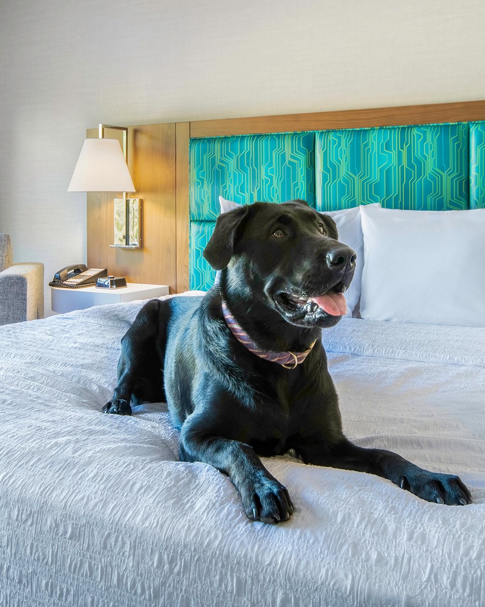 HamptonMtAiry's tweet photo. Fun with the whole family, dog included 🐶. Hampton Inn Mount Airy is where families connect. https://t.co/plYYaPle4l