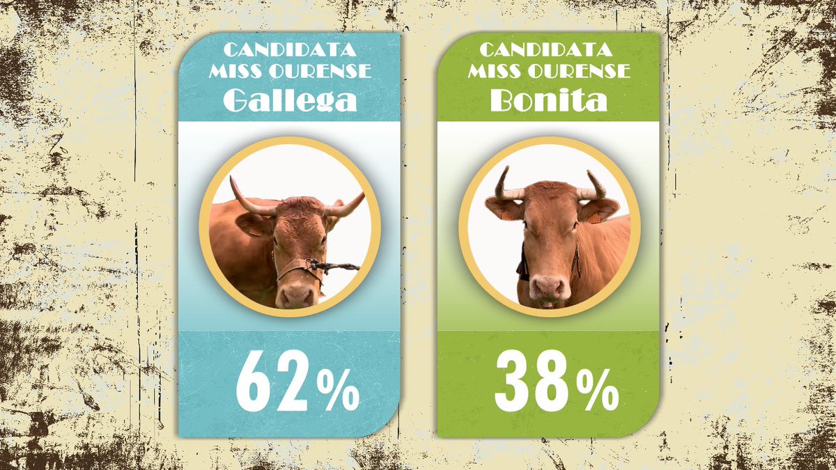🐮 Primeiro resultado provisional da noite de Ourense: Gallega en cabeza ‼️ #luar1445 #missvaca25