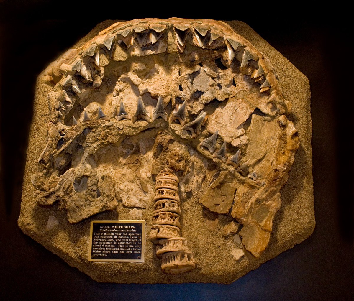 Formorphology's tweet image. Meant to post this earlier!
But it's #FossilFriday, & also #Jaws50thAnniversary 🦈, one of my favs! This 5-million-year-old ancestral great white shark fossil is from Peru's famed Pisco Formation.
*Almost* a modern GWS, it doesn't quite have the teeth serrations of today's.