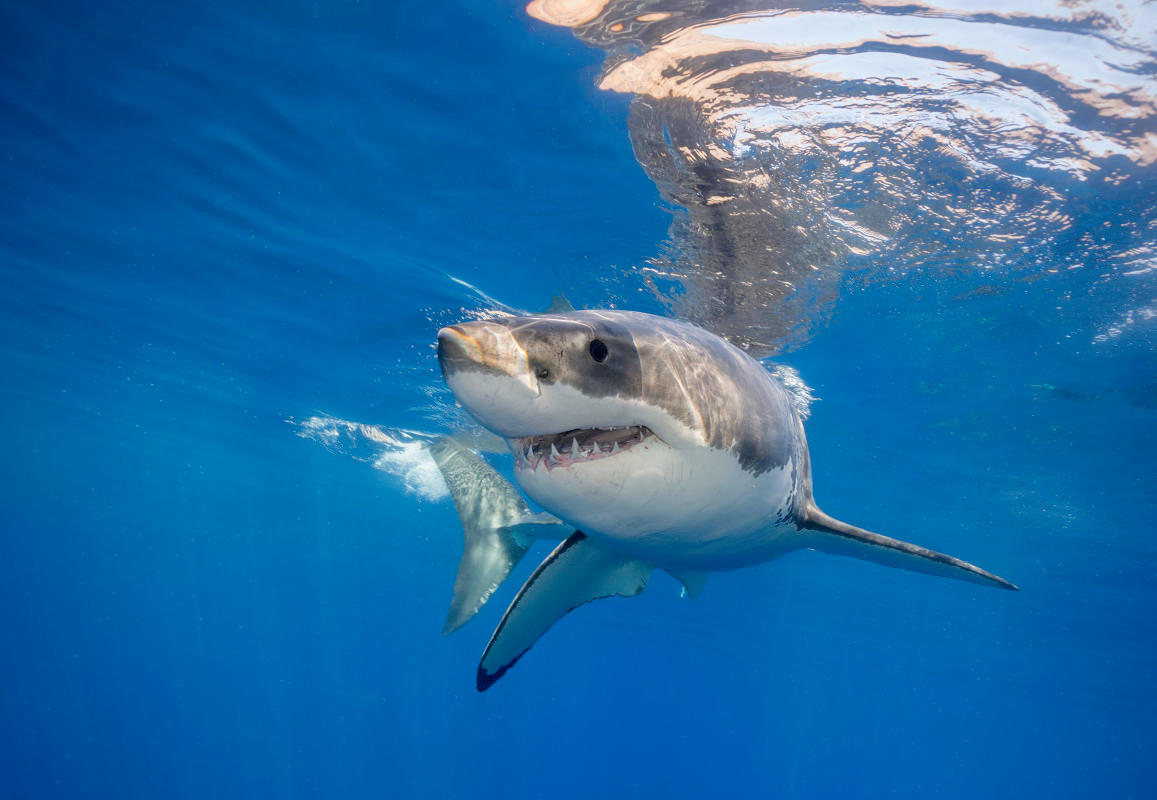 Formorphology's tweet image. Meant to post this earlier!
But it's #FossilFriday, & also #Jaws50thAnniversary 🦈, one of my favs! This 5-million-year-old ancestral great white shark fossil is from Peru's famed Pisco Formation.
*Almost* a modern GWS, it doesn't quite have the teeth serrations of today's.