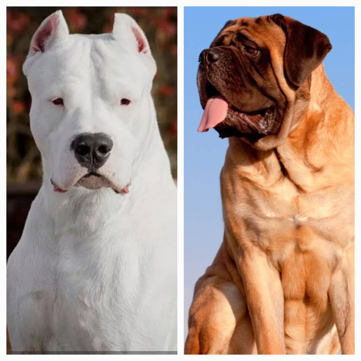 EUFRASIO [pre adoptado], image size:1200x1200