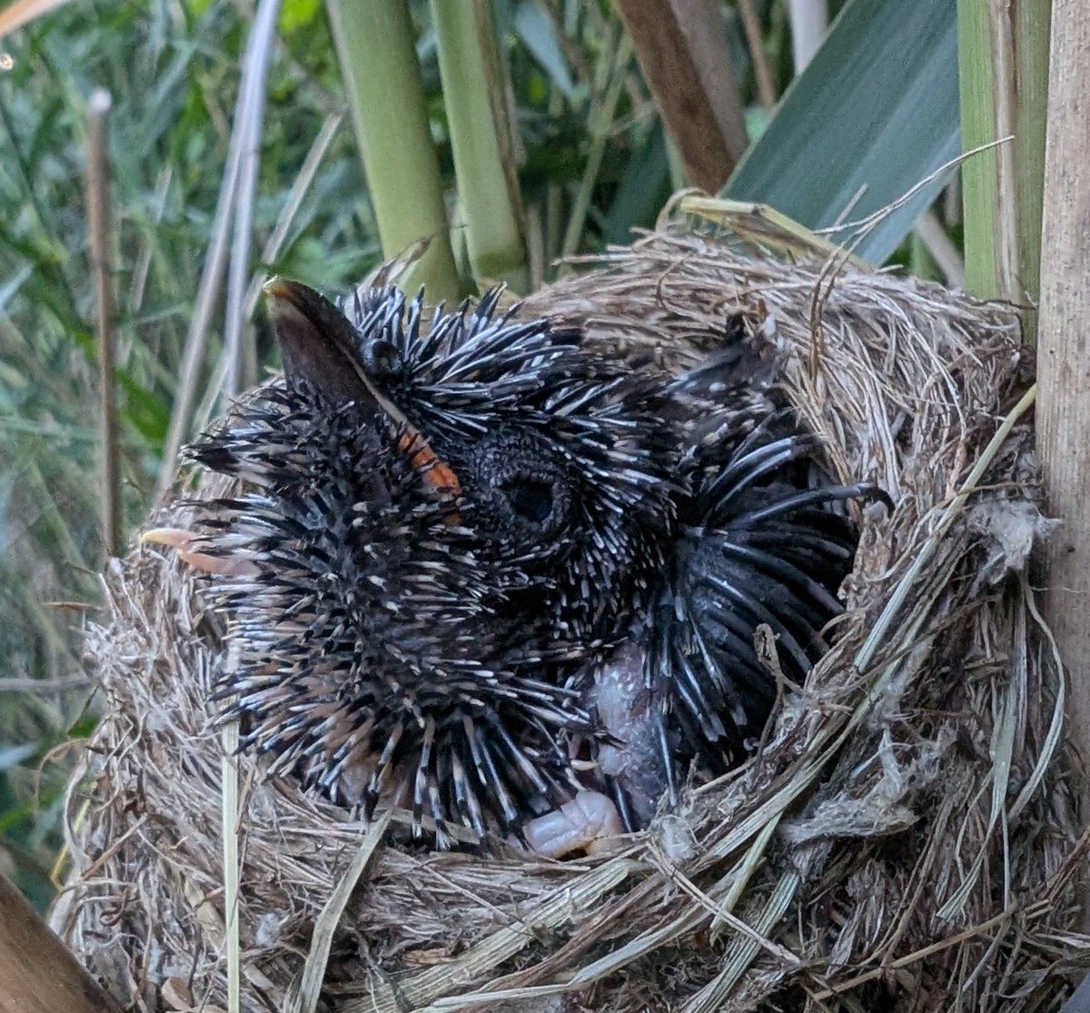 mattthesparrow's tweet image. We ringed the Cuckoo chick last night. It completely fills the Reed Warbler nest now. We can't check it any more because we could disturb it and cause it to jump, because as it grows it will sit on top of the nest quite precariously and it will get very jumpy.