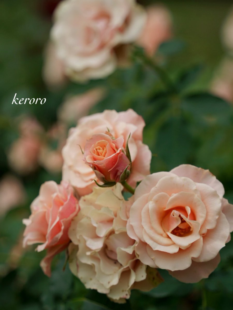 keroro023's tweet image. おはようございます☀

6月21日  土曜日  🍒

いつもありがとう
　　　ございます🙏

熱中症に気をつけて
今日も元気に素敵な
良い一日を🍀🍧🌈