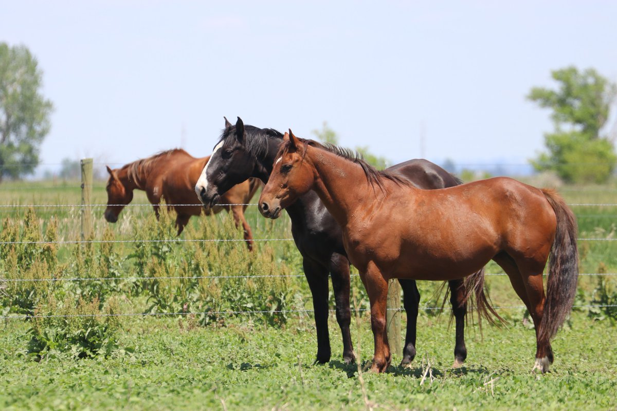 Lucy is ready for her next chapter!
13 y/o, 15.1h QH mare with solid ground manners + light start under saddle. Friendly, sensitive, and looking for someone to keep building her confidence.

💛 Apply to meet her: gentlespirithorses.org/horses/lucy
#HorseAdoption #RescueHorse #QuarterHorse