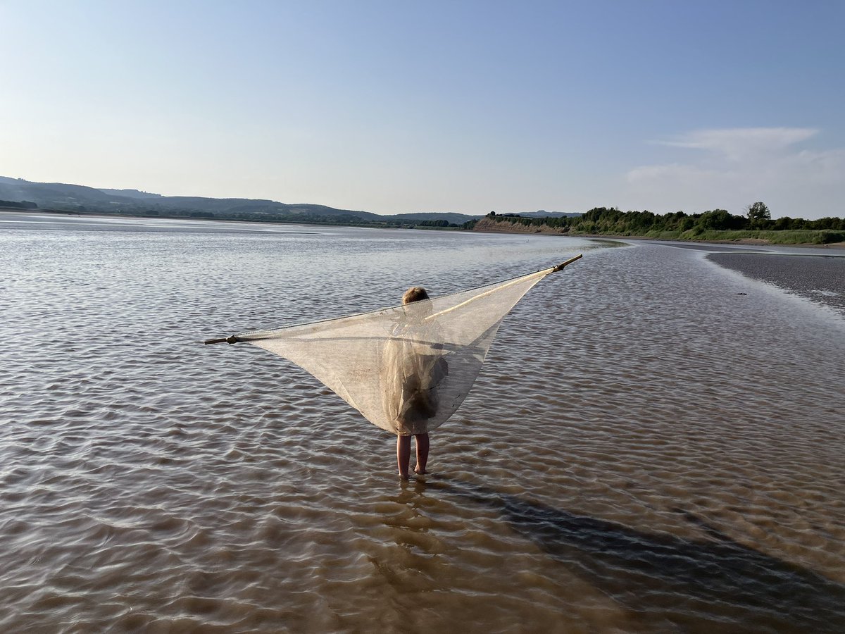 MattyH02's tweet image. Glorious evening out in the Severn Estuary with the lave netting succession plan. Lots of juvenile mullet caught and released. He’s keen to go out before breakfast tomorrow to catch “a big one.” Suppose I’d better tag along!