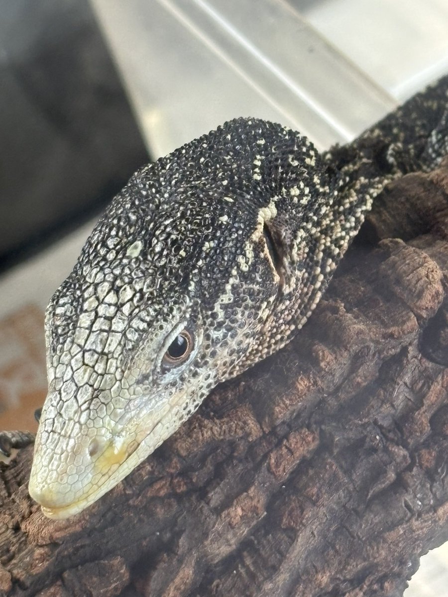 AussieReptiles's tweet photo. キングイワトカゲPrがいつも腕を組んでいてとても仲がいい🤭カニンガムも…🤭
8月にはベビーが見れると期待しています
イエロースペックルもようやく慣れて来たかな…😅ツリーモニターやツリーフロッグが床に居るとだいたい調子が悪いので湿度管理や食事管理に気を使います💦 https://t.co/bLBthxNviY