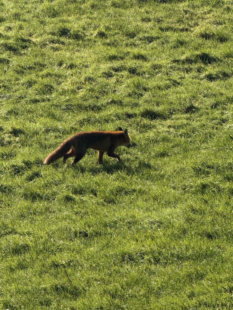 Our routine visitor … #fox #wildlife