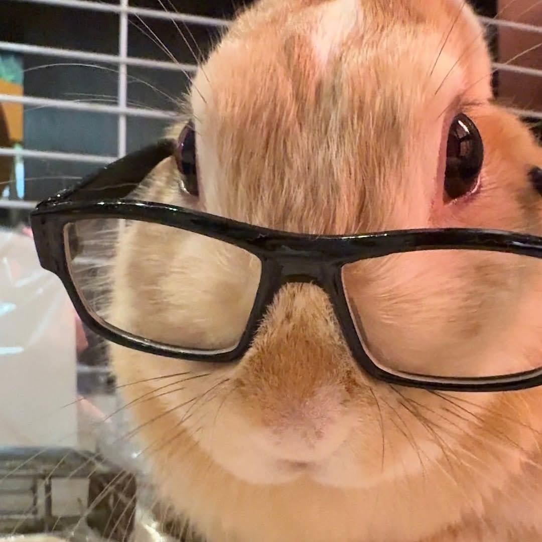 ₊˚ʚ 🐰₊˚✧ ﾟ.