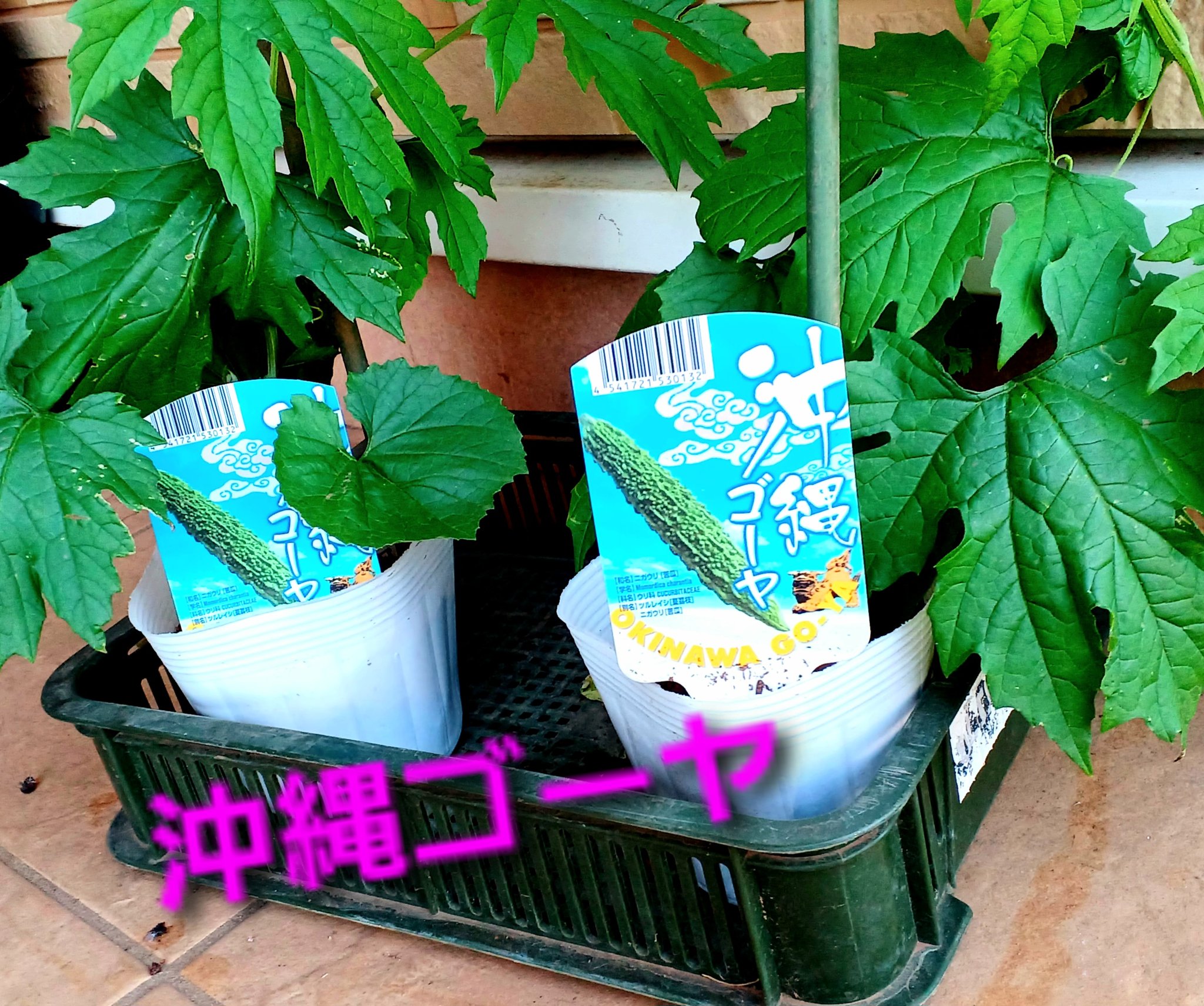 〈直売所コスパ最強〉沖縄県産 Ｏさんのゴーヤ 約6.4kg【常温便】① 直売所コスパ最強〉沖縄県産 Oさんのゴーヤ 約6.4kg【常温
