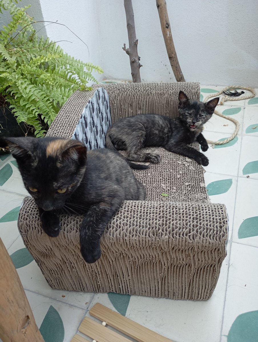 Estas 5 bebés buscan casa, son, además de modelos, super amorosas