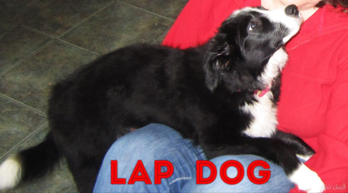 beck 🐾 (@wolfb3ck) on Twitter photo 