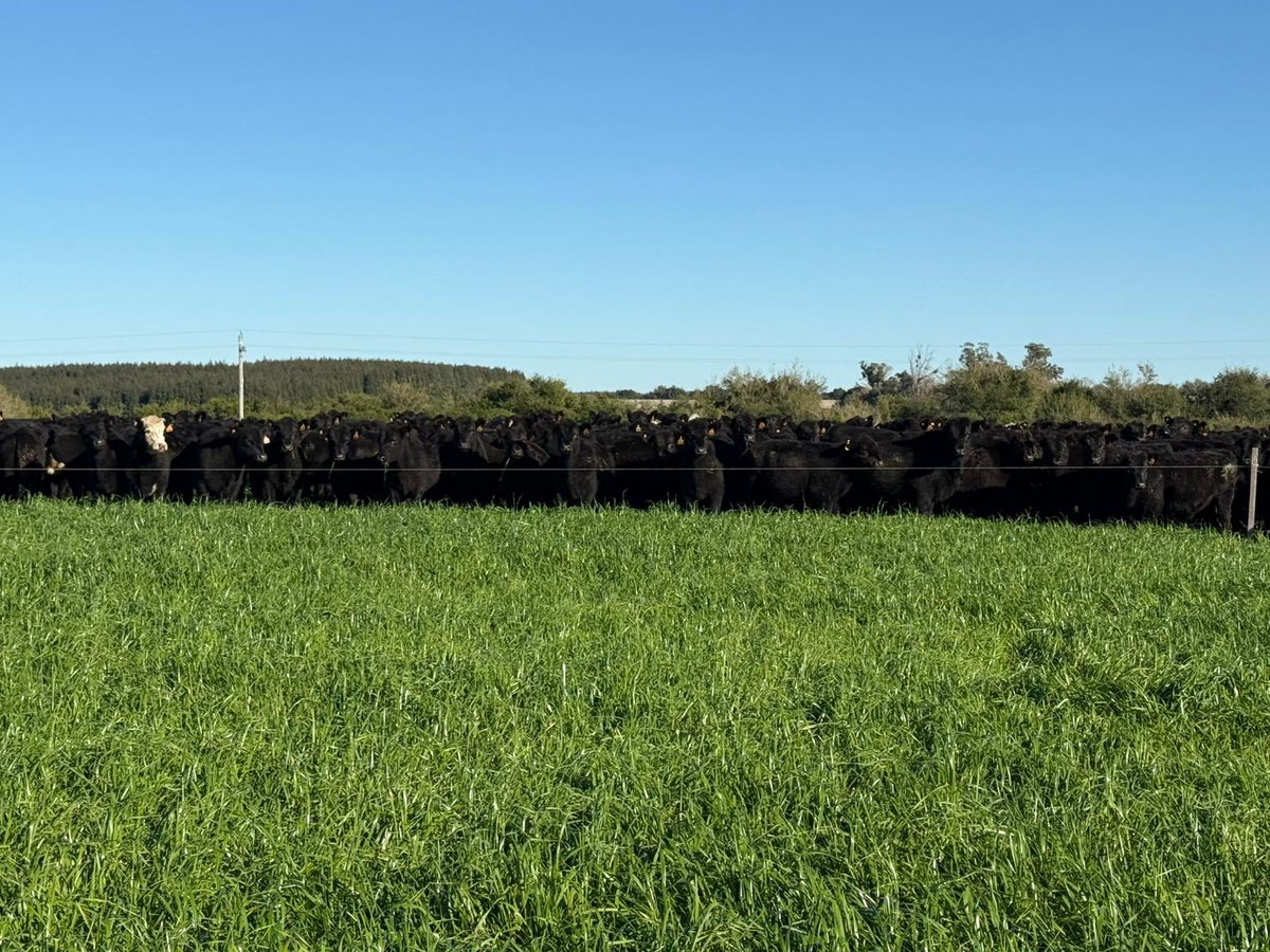 Pasture Genetics tweet media