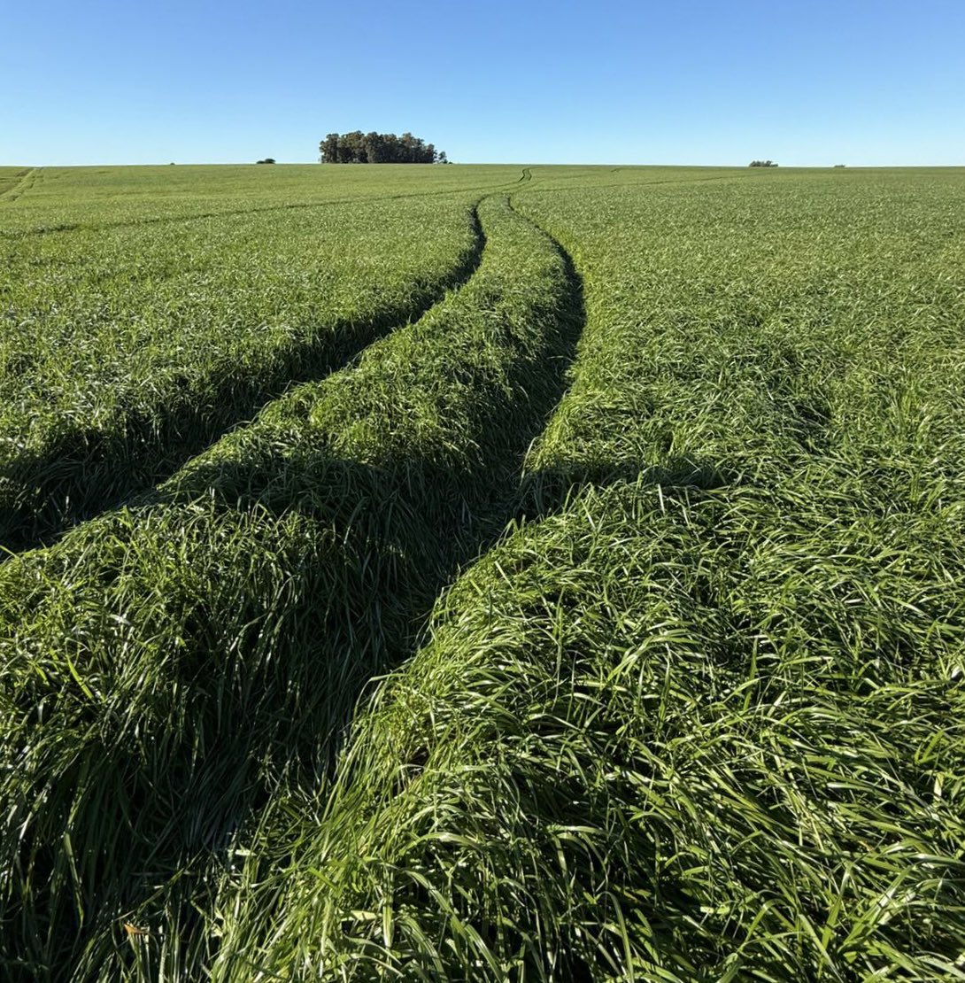 Pasture Genetics tweet media
