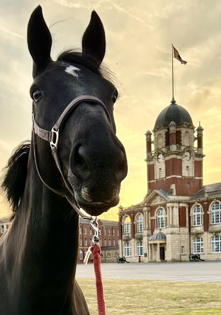 After five days learning about Training Analysis at the Defence Academy Shrivenham, I finally made it home and took V-Dog for a walk up to New College. Described things I learned on my course. Bored him, bored myself but we enjoyed our evening stroll in the cool. 
#Horses