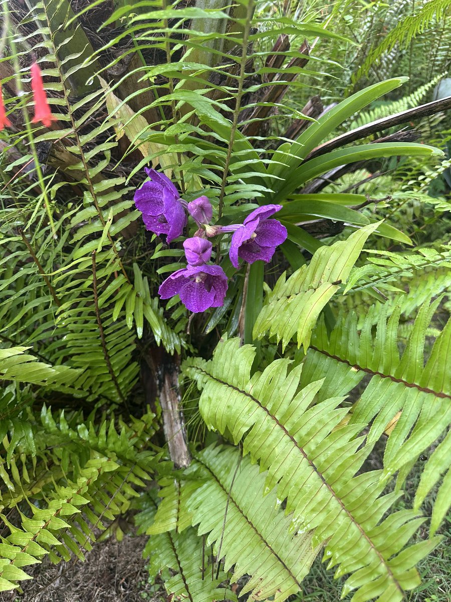 Wife bought an orchid 2 years ago. When the flowers died, I tied it to a palm tree and forgot about it. 

Today, it surprised me when my palm was suddenly purple… Funny how that works…