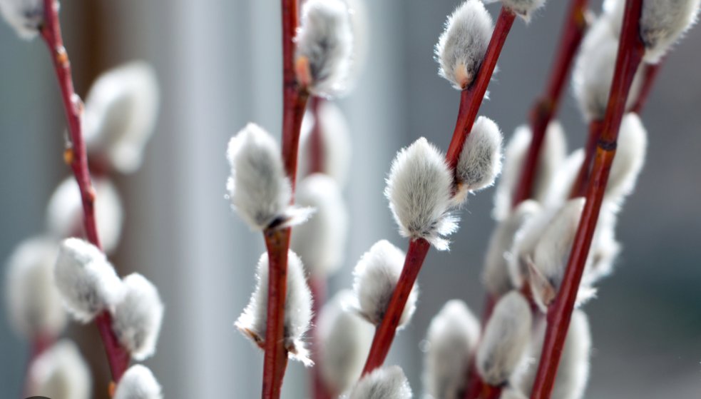 MonkeyPod (@birdperson283) on Twitter photo <a href="/lippyent/">Johnny Cadillac</a> Cat tail or Bullrush. For those suggesting pussy willow, attached is a pic of pussy willow. <a href="/lippyent/">Johnny Cadillac</a> Cat tail or Bullrush. For those suggesting pussy willow, attached is a pic of pussy willow.