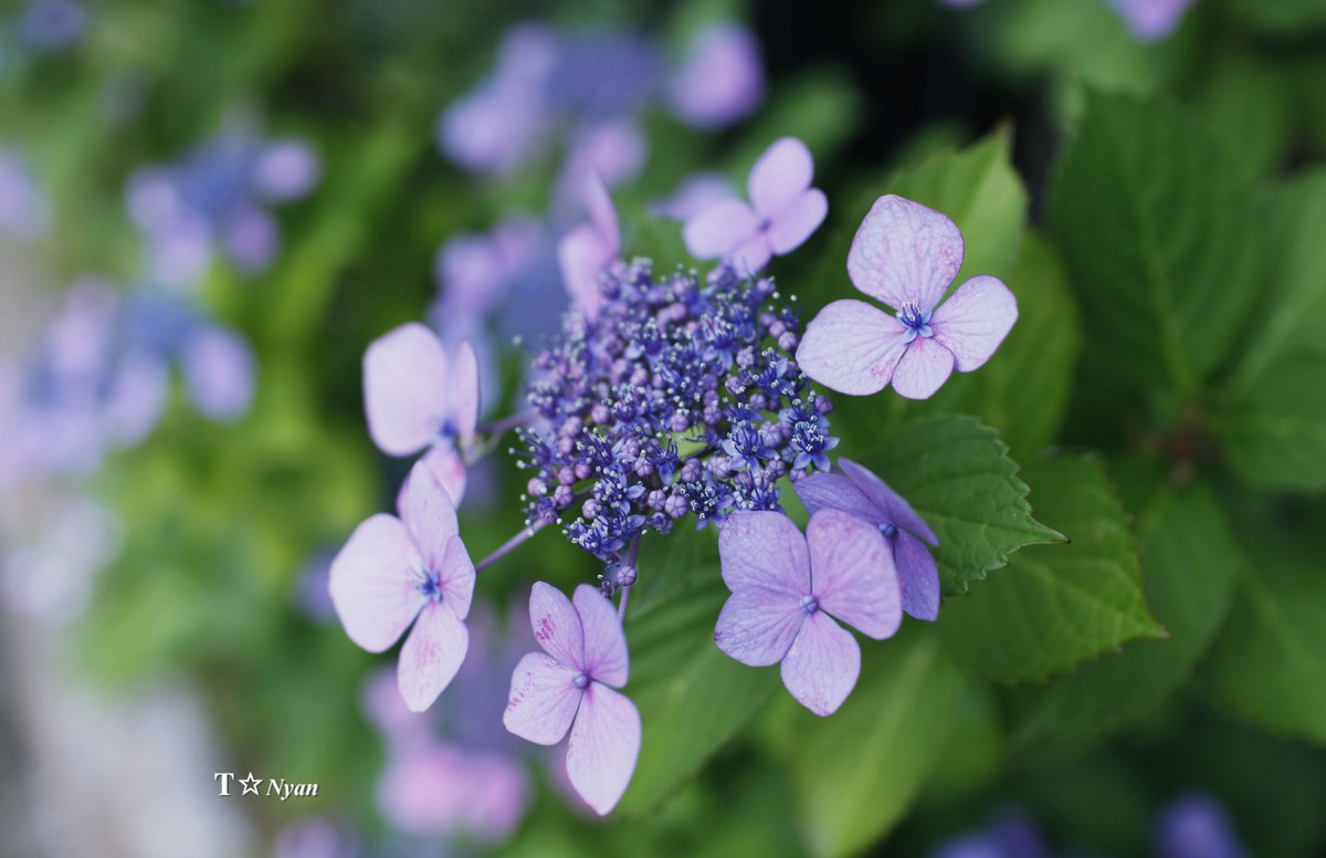 nya_n_88's tweet photo. ・
近くの公園 あじさい 6月
EF 35mm 1:1.4 L USM
#額紫陽花 #あじさい #紫陽花
#雨の日 #出し忘れ分
#Canon #EOS #5D2 https://t.co/Ja2vUOxnRF