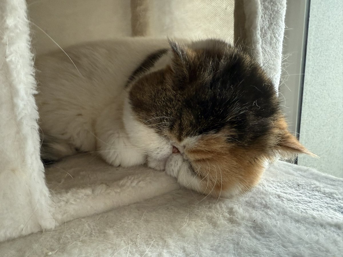 This past week has been incredibly hard. On Tuesday, June 17 2025, we were forced to say goodbye to