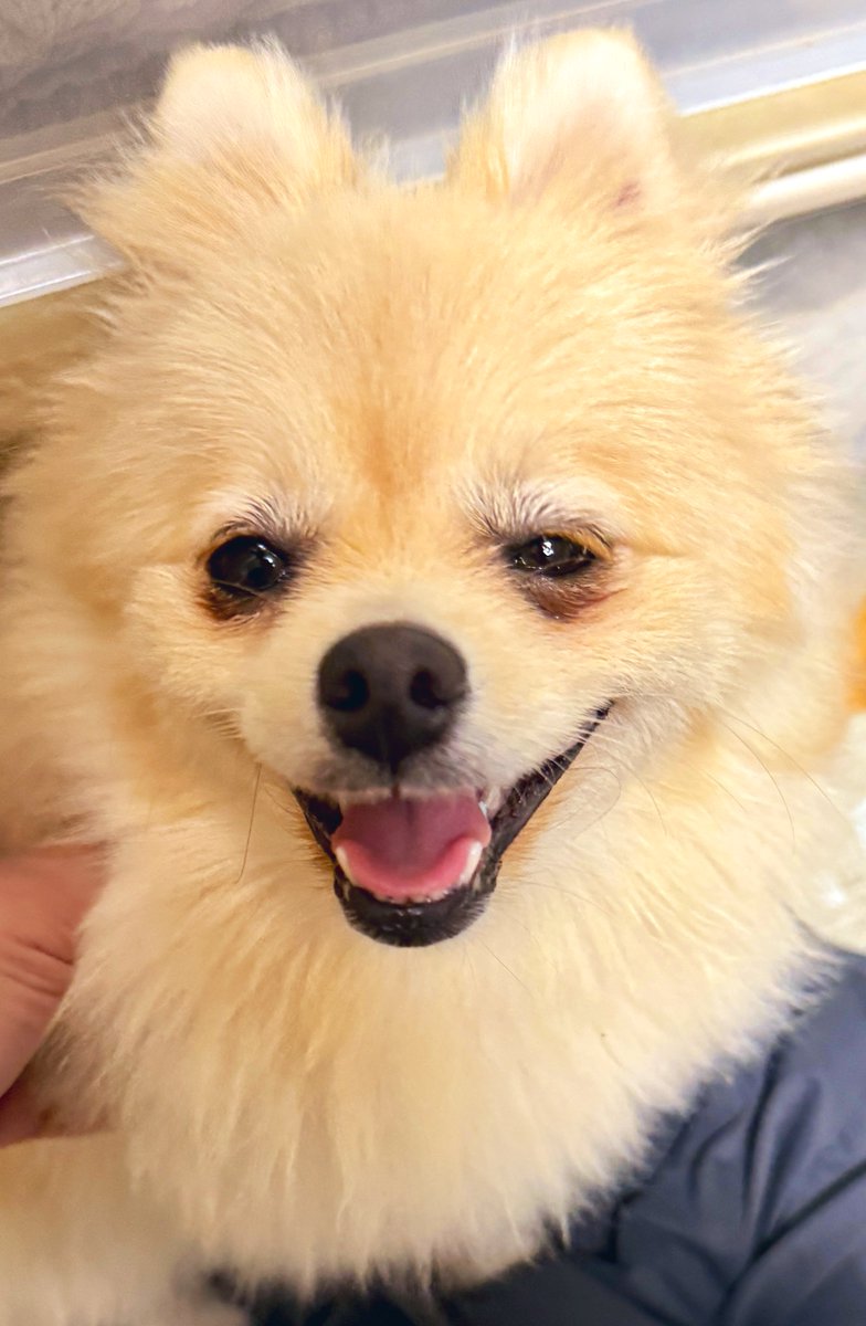 ケルベロス（ポメラニアン） (@cerberus_pome) / Posts / X