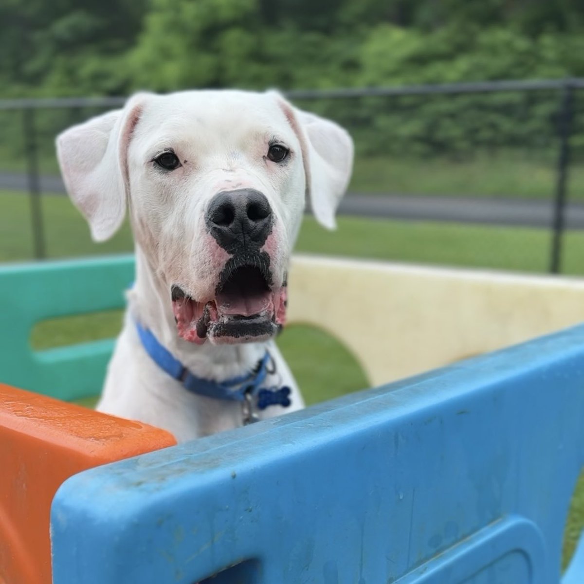 HomewardPetsNJ's tweet image. Meet Pongo! This handsome Dogo is four years old, loves playing, and is good with other pups. He would love a home with a big yard and someone to have fun with!
📍 Blackwood, NJ