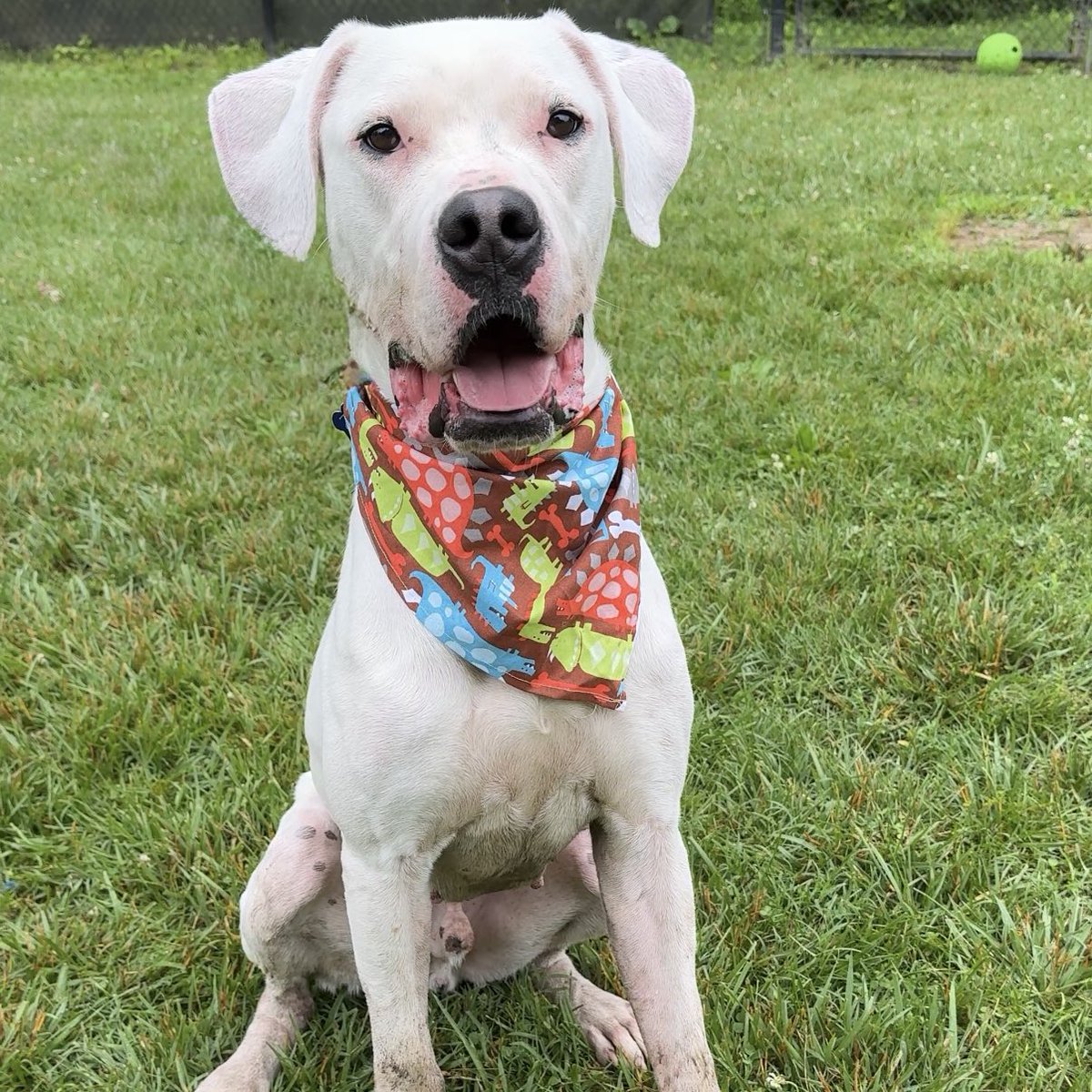 HomewardPetsNJ's tweet image. Meet Pongo! This handsome Dogo is four years old, loves playing, and is good with other pups. He would love a home with a big yard and someone to have fun with!
📍 Blackwood, NJ