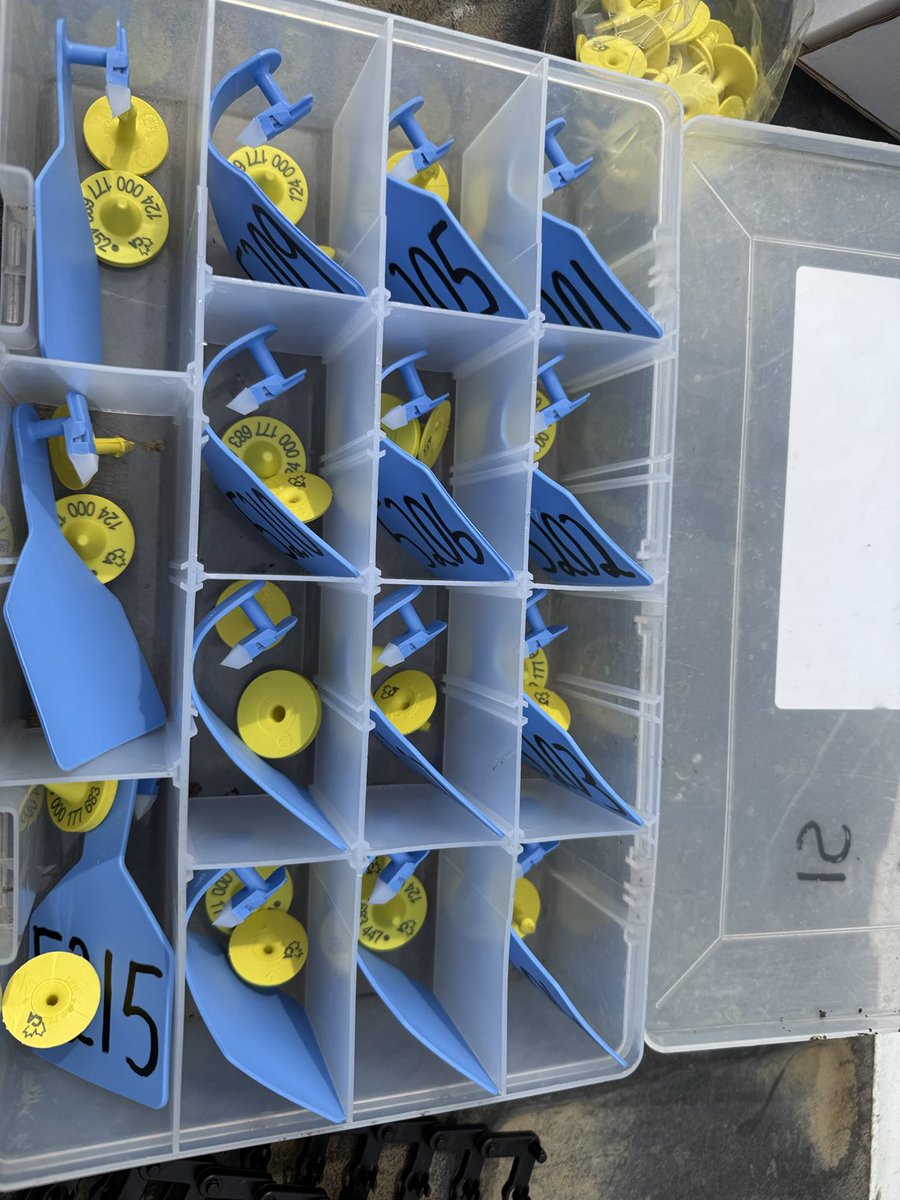 Tagging boxes getting prepped. Stolen directly from a former X participant. #boysrblue #heiferdna