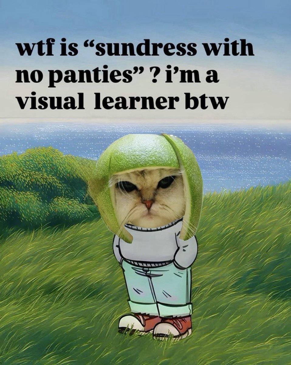 Limecat (@limecatonsolana) on Twitter photo 