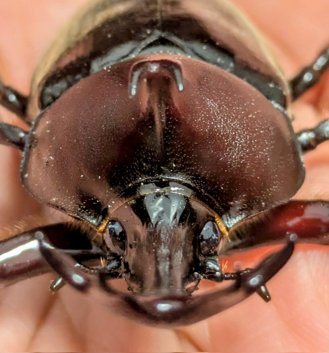 角下げるとちょっと精悍な顔つきになるでしょ