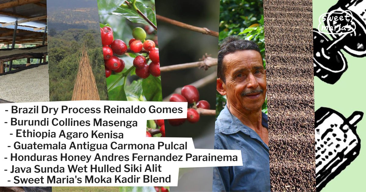 Seven more this week! A tangy Honduran honey process, a balanced Guatemala coffee, a Brazilian natural offering a fruit-and-nut combo, a subtle washed Ethiopian, a spiced Burundi coffee, a wet hulled Sumatran lot, and a Moka Kadir restock. ☕️

Shop now: sweetmarias.com/catalogsearch/…