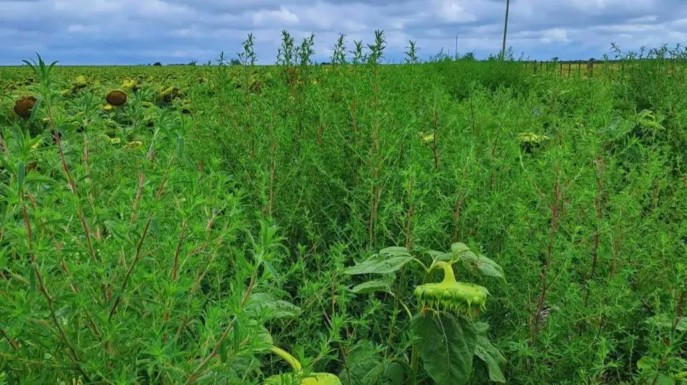 La agricultura argentina enfrenta un desafío cada vez mayor: controlar malezas latifoliadas que avanzan con resistencia a herbicidas. Esas malezas, entre ellas Amaranthus, Conyza y Crucíferas, complican el manejo y reducen la rentabilidad.

campodirecto.com.ar/soluciones-tec…