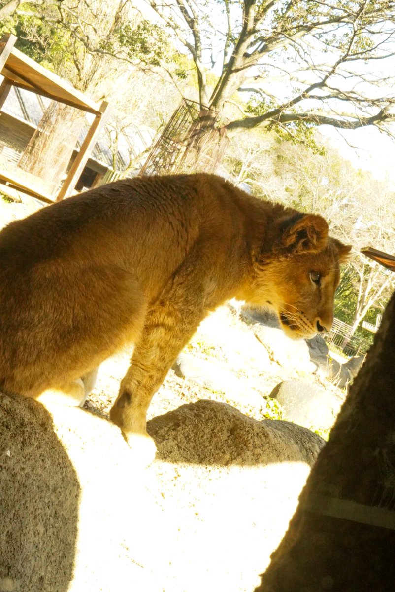 おはようございます！

今日は昨日載せた新作のモデルの写真を📸
描きながらこの写真はカメラ買ってすぐだったな〜と懐かしい気持ちになってました！

さて今日は実家で田植えなので真っ黒になってきます笑