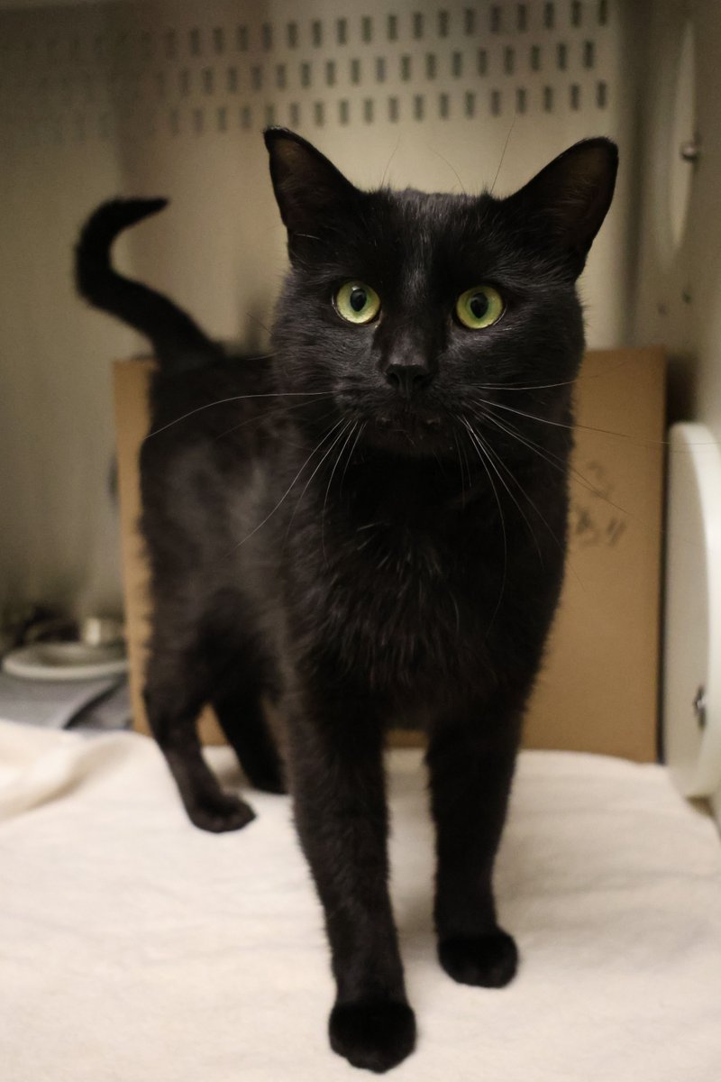 Meet James! He’s a three-year-old cat waiting to find his purr-fect match. James is a sweet and affectionate boy who can be a little shy at first but with time, patience and plenty of scritches, his true personality shines. 

Adopt James: ow.ly/P0vR50WecLK