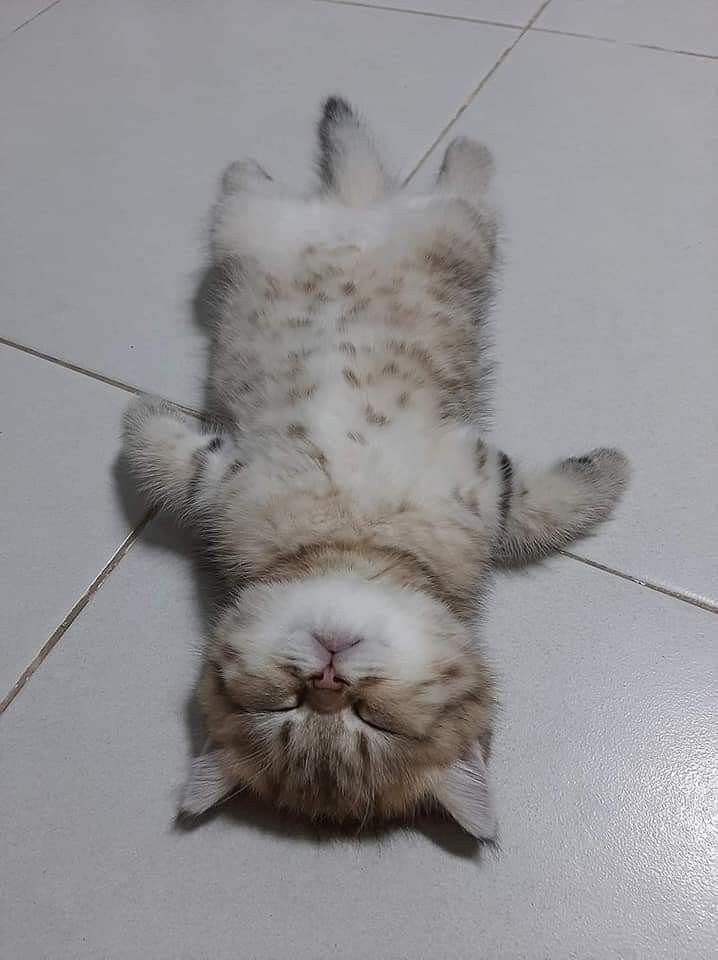 Share your sleepy cat pictures in the replies 🫶👇