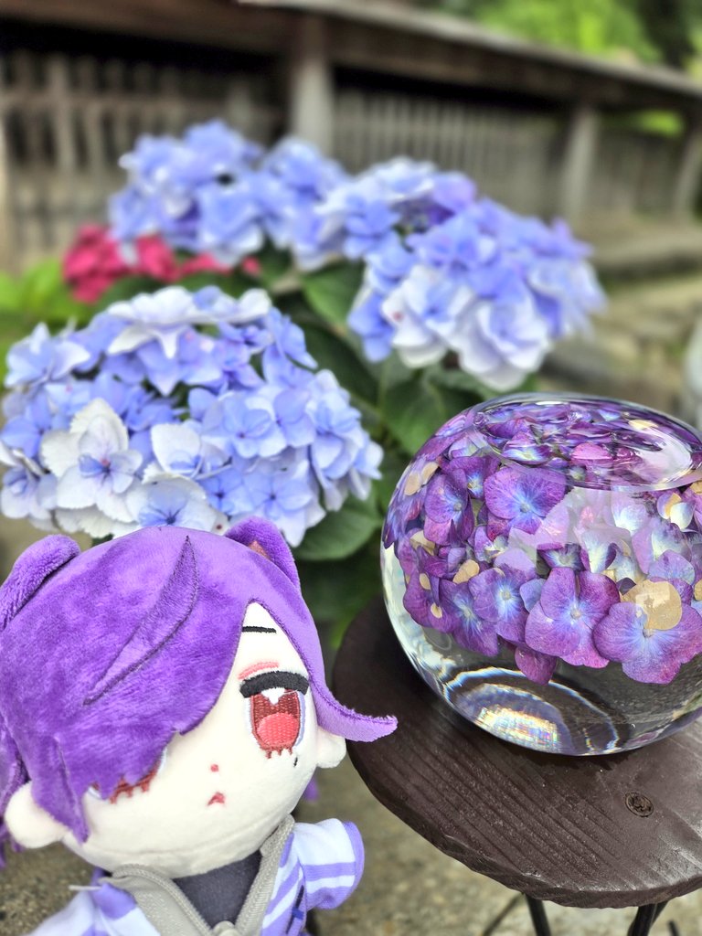 紫陽花とぬいちゃん
かわいすぎる！