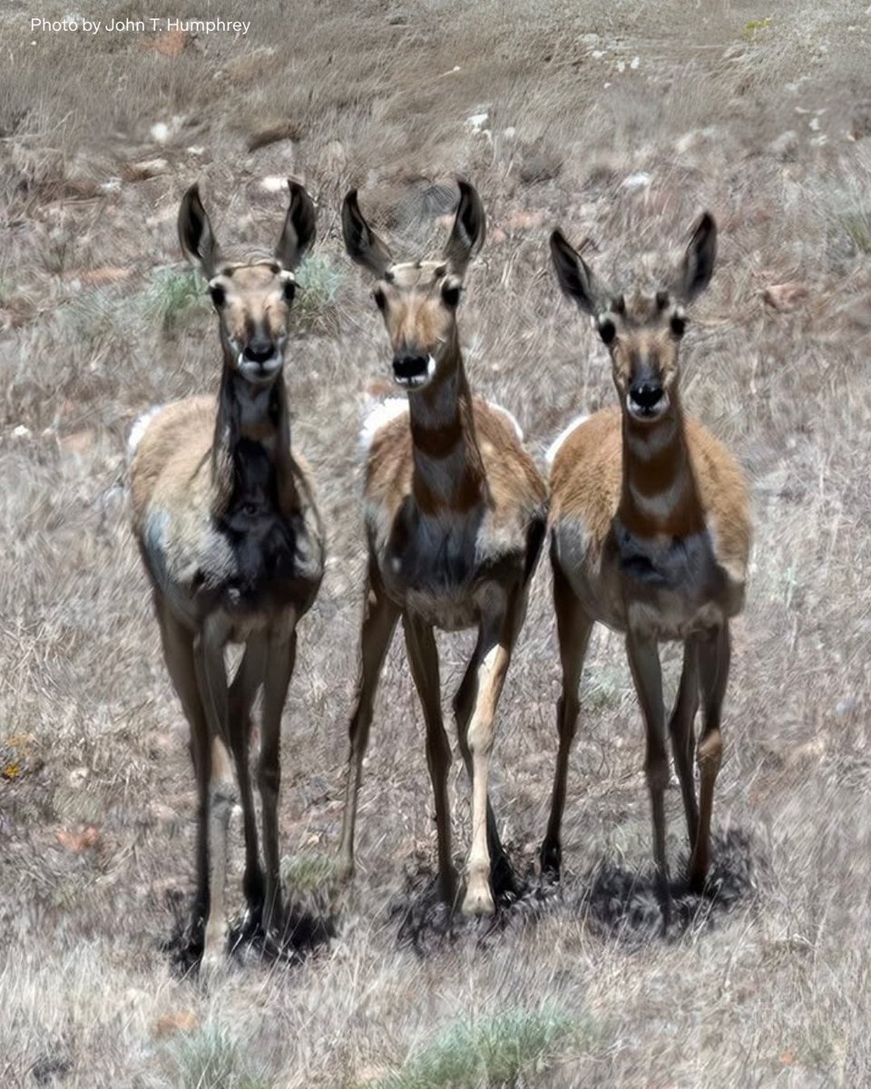 🔥 🚨 BREAKING: A wildfire broke out this morning in Douglas County, NV, near the range of the Fish Springs wild horses and AWHC’s 3,300-acre land preserve. 
We are in close contact with Pine Nut Wild Horse Advocates and our land manager, who is actively monitoring the situation.