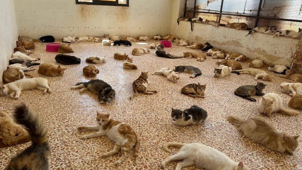 theAleppoCatmen's tweet image. An Urgent Appeal – June 2025
We’re already two-thirds of the way through June, and sadly, our fundraising is far behind where it needs to be. So far, we haven’t even reached 50% of what’s required to cover our basic monthly costs – food, medicines, utilities, wages. Everything…