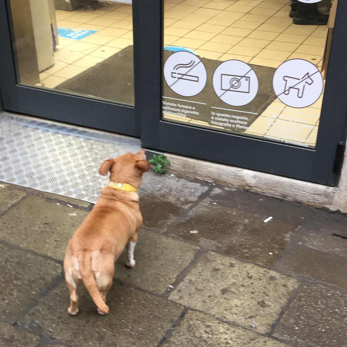 냥떨이 (@nyangtteol) on Twitter photo 